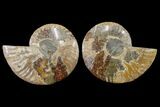 Bargain, Cut & Polished Ammonite Fossil - Madagascar #148042-1